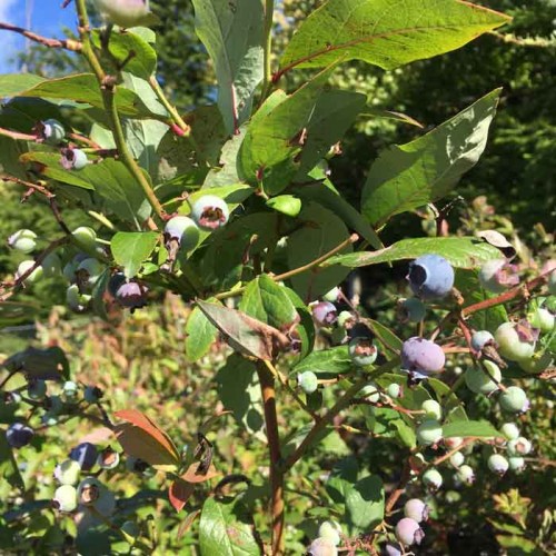 Pot Grown Blueberry Bush Darrow | ScotPlants Direct
